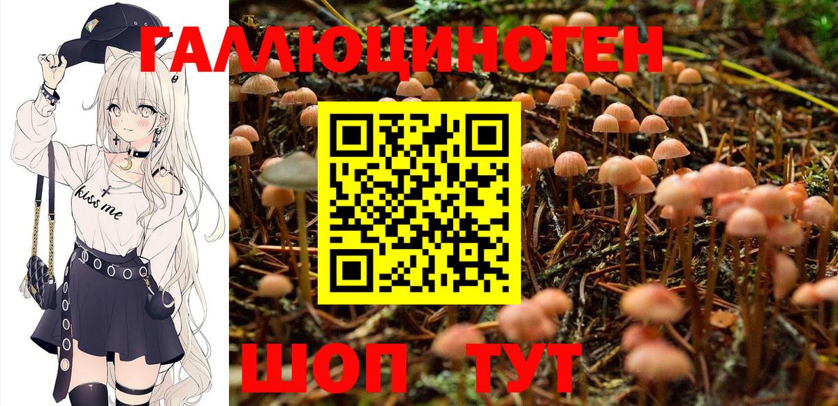 Галлюциногенные грибы прущие грибы  Острогожск  Псилоцибиновые грибы GOLDEN TEACHER 